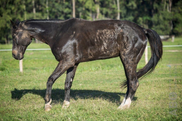 Hoefbevangen-paard-oorzaken-en-behandeling