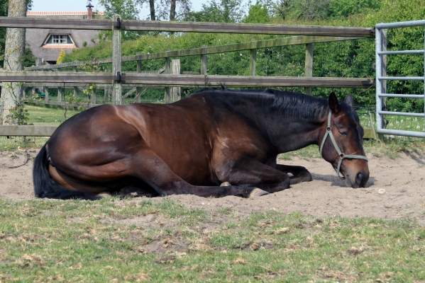 Koliek-alles-over-koliek-bij-paarden