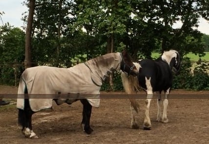 zomereczeem-bij-paarden-vliegendeken