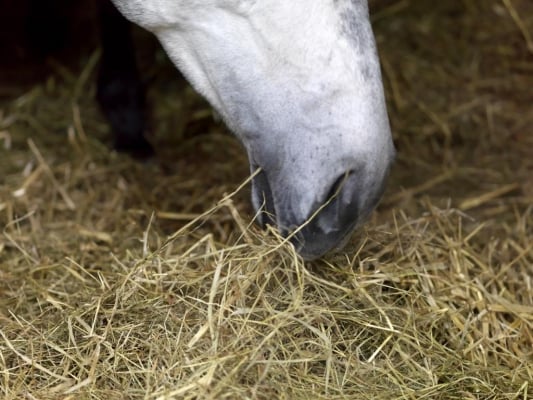 wat-eten-paarden