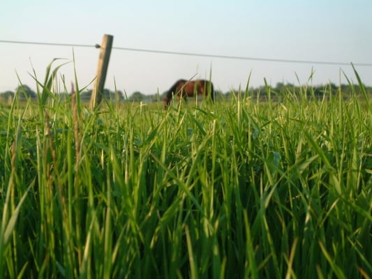 onderhoud-van-de-paardenweide