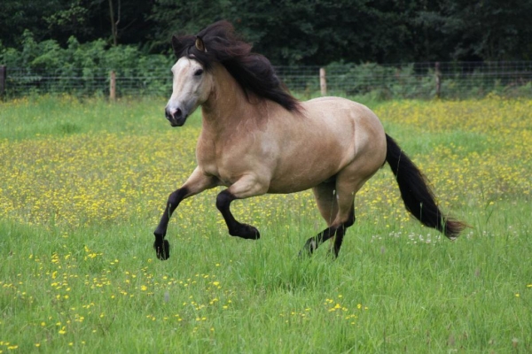 Insulineresistentie-bij-je-paard