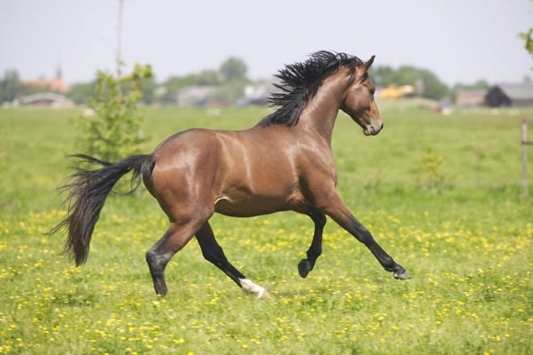 vitaminen-voor-mijn-paard