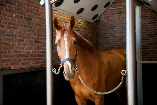 spierbevangenheid-wat-te-doen-bij-spierbevangen-paard