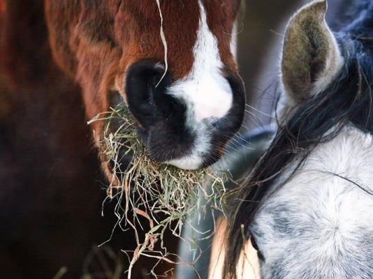 luzerne-voor-paarden-waar-moet-je-op-letten