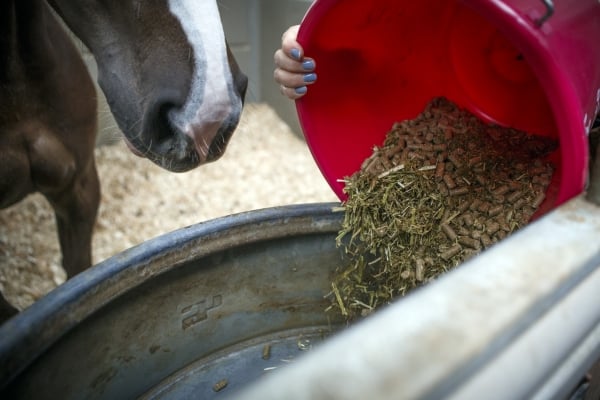 De-basis-voerbehoefte-van-je-paard