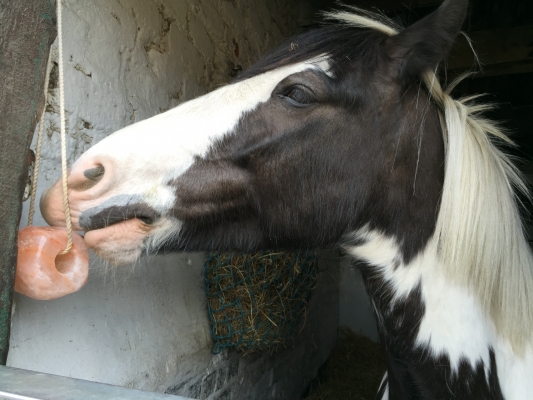 Likstenen-voor-paarden-wat-is-het-verschil