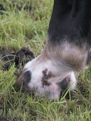 paard-met-mok-oorzaken-symptomen-voeding