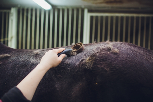 paard-verhaart-slecht-tips-bij-verharen