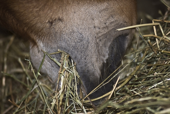 ruwvoer-aanvullen-paard-tips-pavo