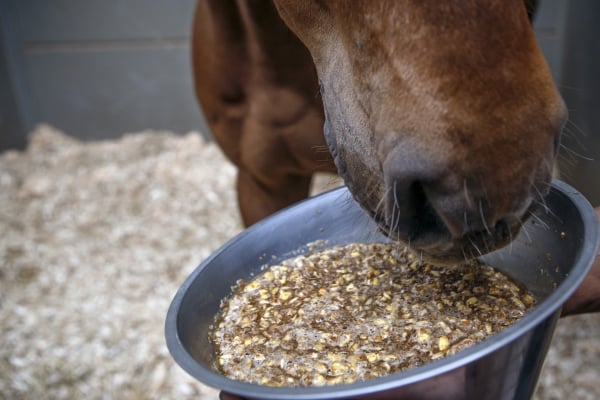 slobber-voor-paarden