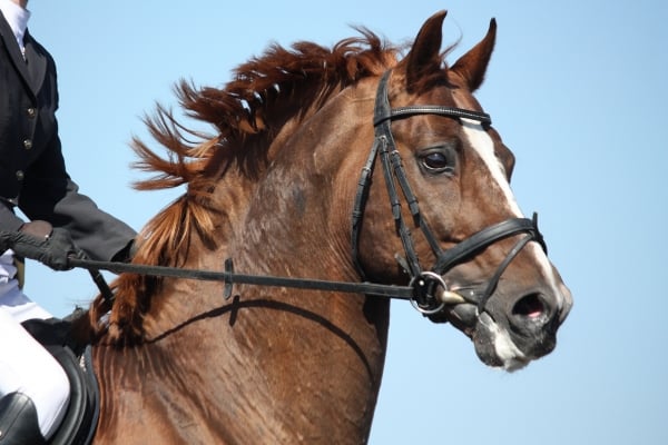 Stressgevoelig-paard-dit-kun-je-eraan-doen