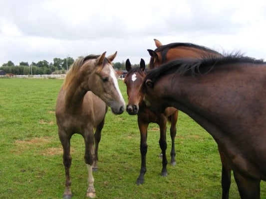 Veulenopfok-voeradvies-voor-jonge-paarden