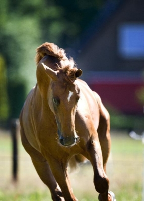 Vitamine-e-en-selenium-voor-paarden-bijvoeren