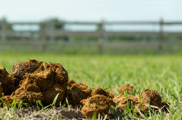 Diarree-bij-paarden-stoppen-pavo-geeft-tips