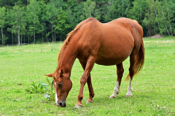 tips-dracht-paard-merrie-uitrekenen