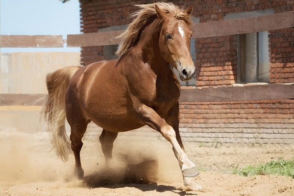 is-mijn-paard-te-dik?