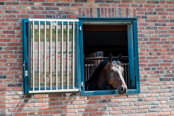 Paard-verhuizen-naar-andere-stal-pavo-geeft-advies