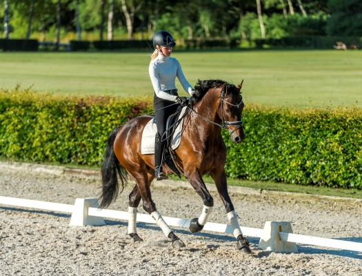 Sloom-paard-actiever-maken-Pavo-geeft-advies