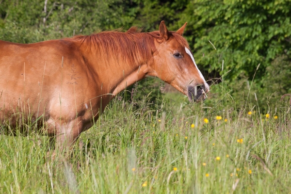 Giftige-planten-voor-paarden-weiland