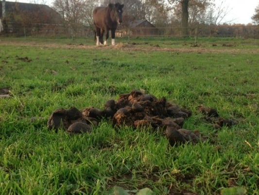 Paard-eet-mest-oorzaken-en-oplossing