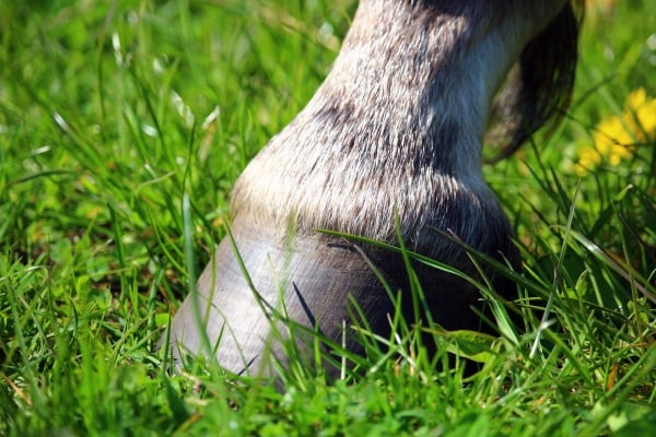 Pavo-tips-om-brokkelhoeven-bij-paarden-te-voorkomen