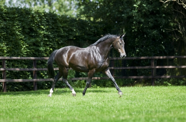 De 5 belangrijkste ingrediënten in supplementen voor paarden uitgelegd