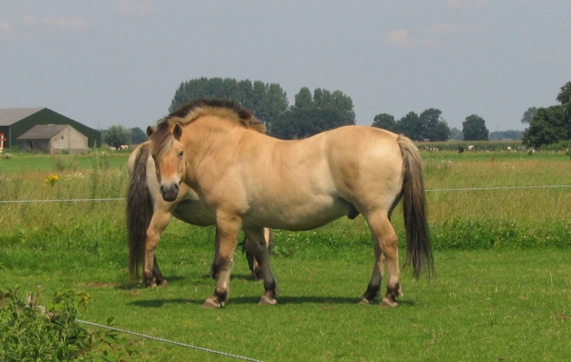 dikke-paard-gezond-laten-afvallen-tips-pavo