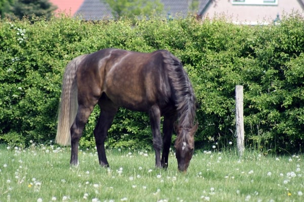 paardenwei-of-koeienwei-het-verschil-uitgelegd-pavo